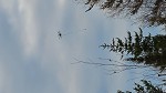 View of drone flying above the trees