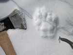 Large animal paw print in snow next to axe